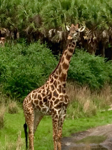 Giraffe Disney Animal Kingdom Kilimanjaro Safari